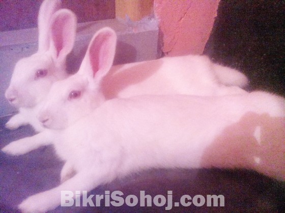 1 jora Adult female rabbit